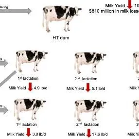 thumbnail for publication: Financial Impacts of Late-Gestation Heat Stress on Cow and Offspring Lifetime Performance